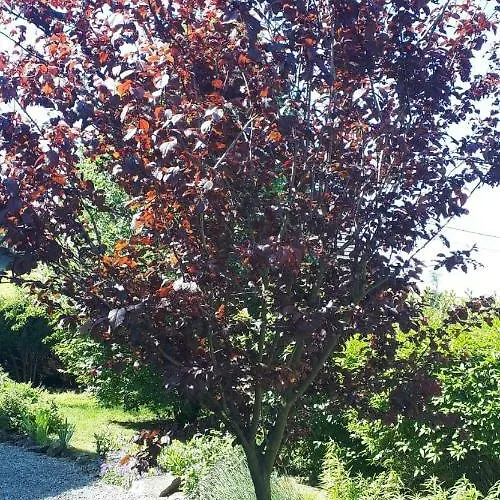 La D Angeline Διαμέρισμα Foy-Notre-Dame